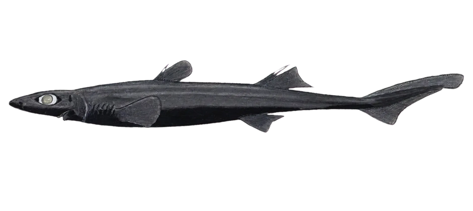 lined lanternshark (Etmopterus bullisi) specimen