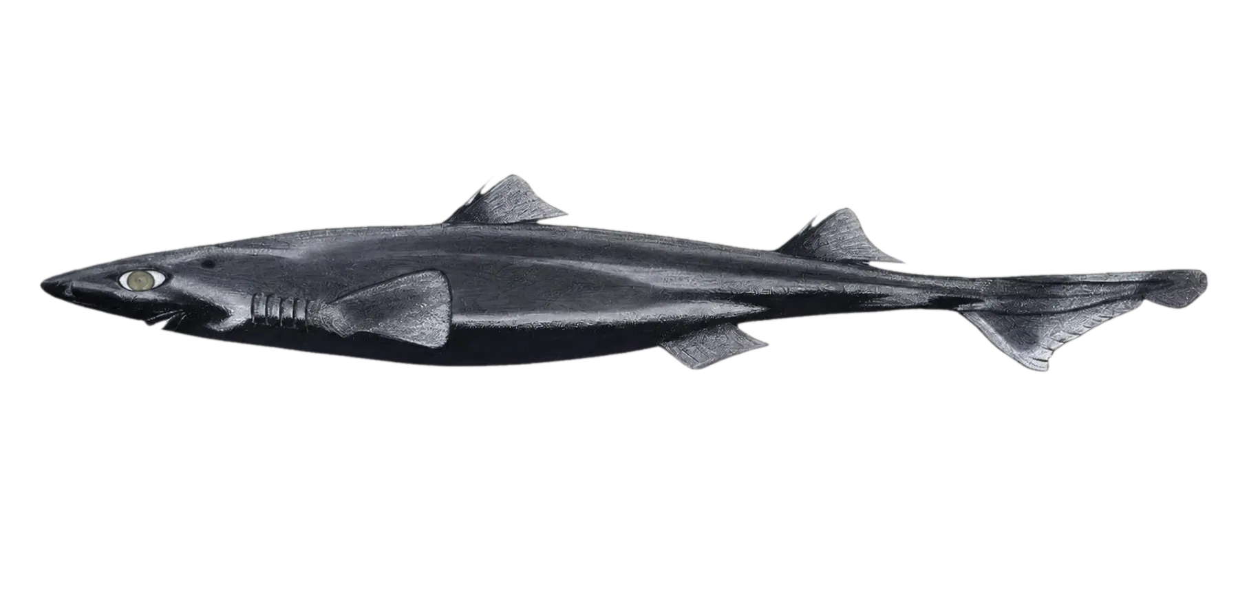 blackbelly dogfish (Etmopterus hillianus) specimen