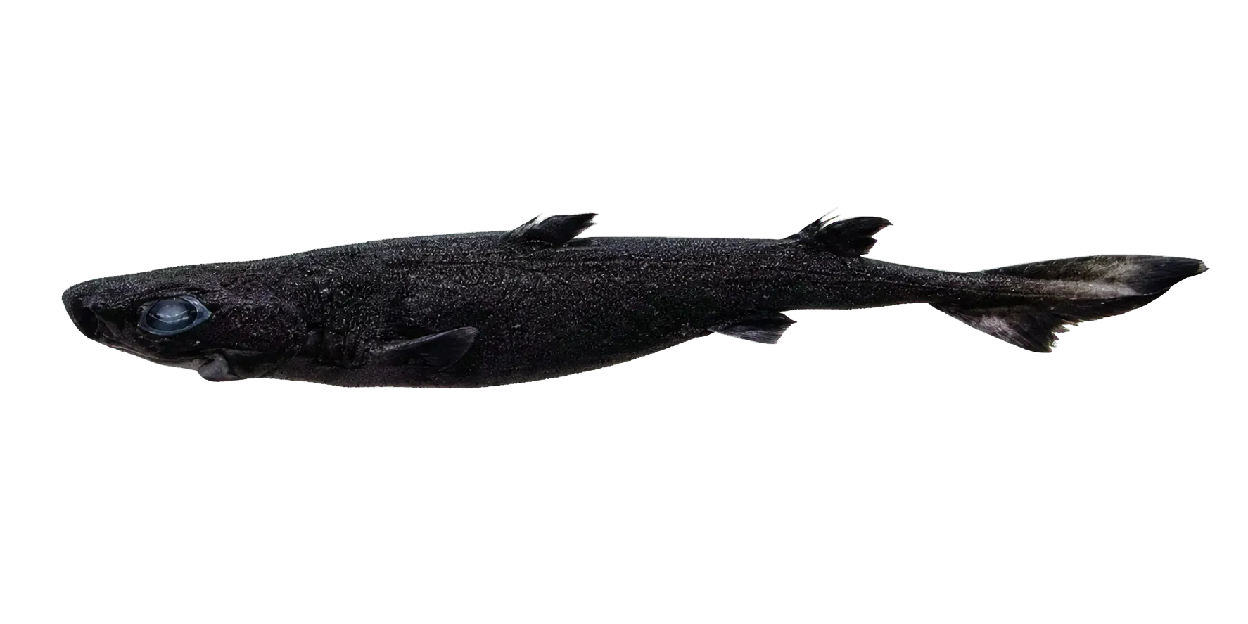 rough sagre (Etmopterus princeps) specimen