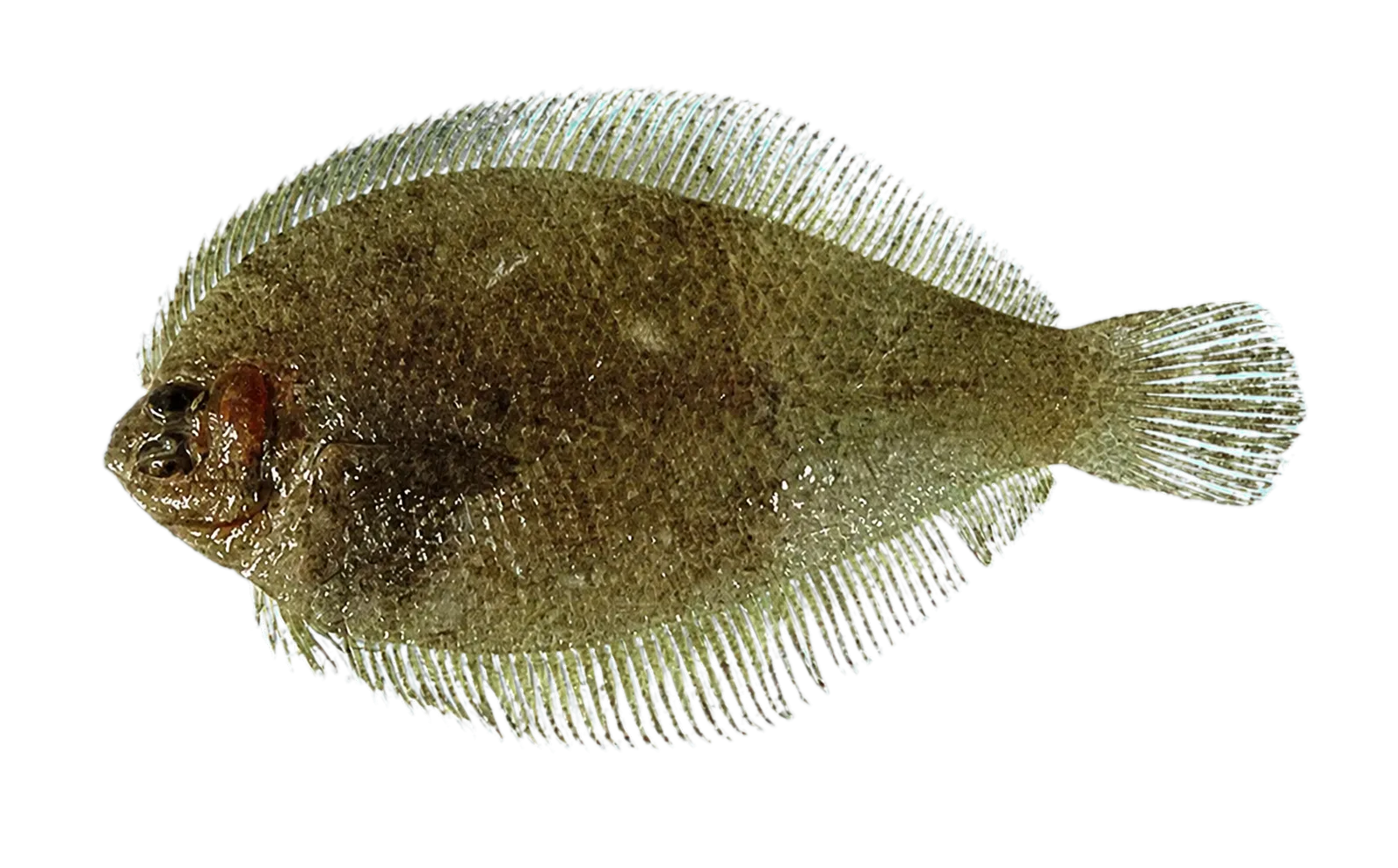 gray flounder (Etropus rimosus) specimen