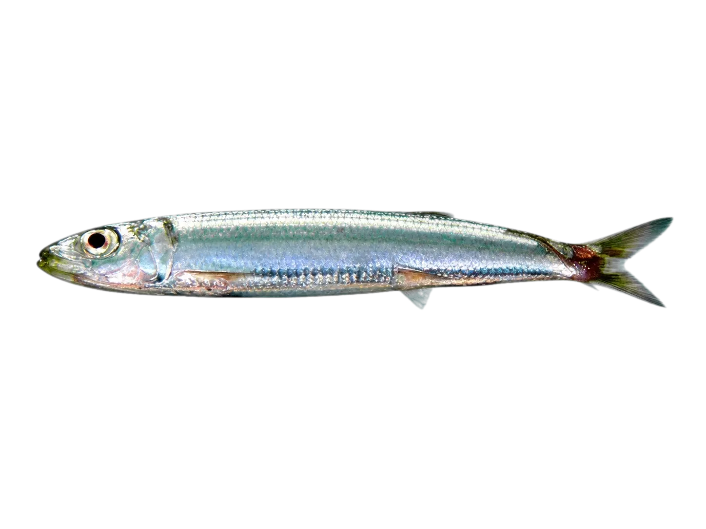 Red-eye round herring (Etrumeus sadina) specimen