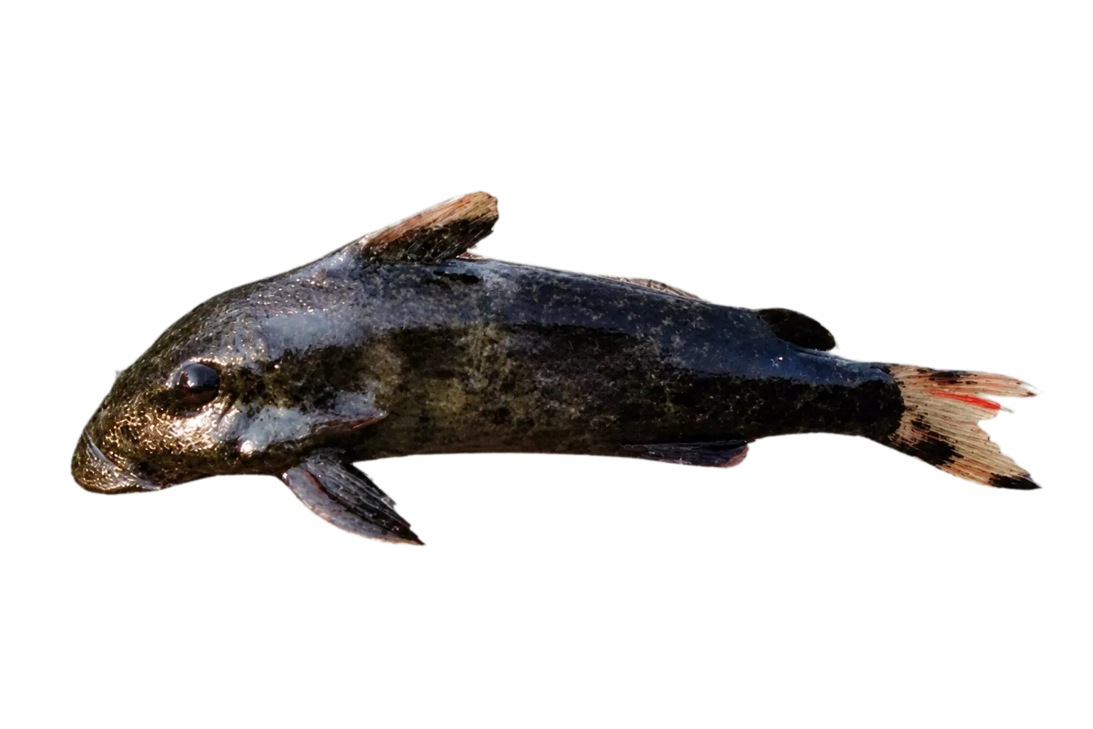Euchilichthys dybowskii (Euchilichthys dybowskii) specimen
