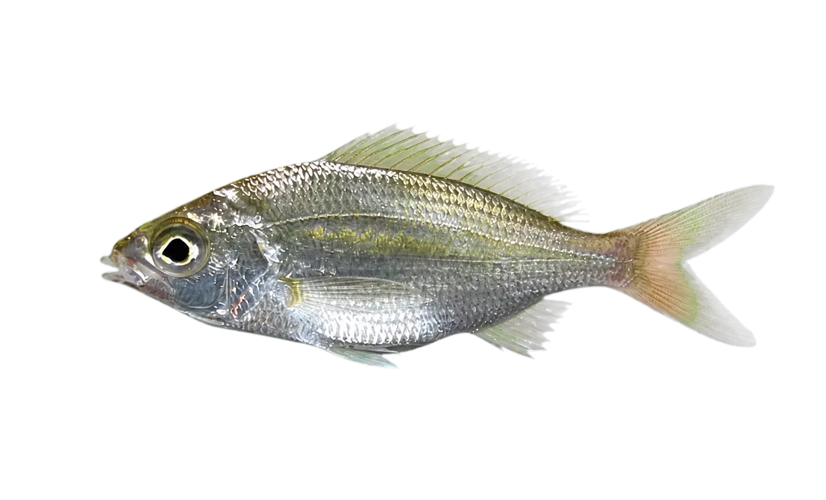 Pacific flagfin mojarra (Eucinostomus currani) specimen