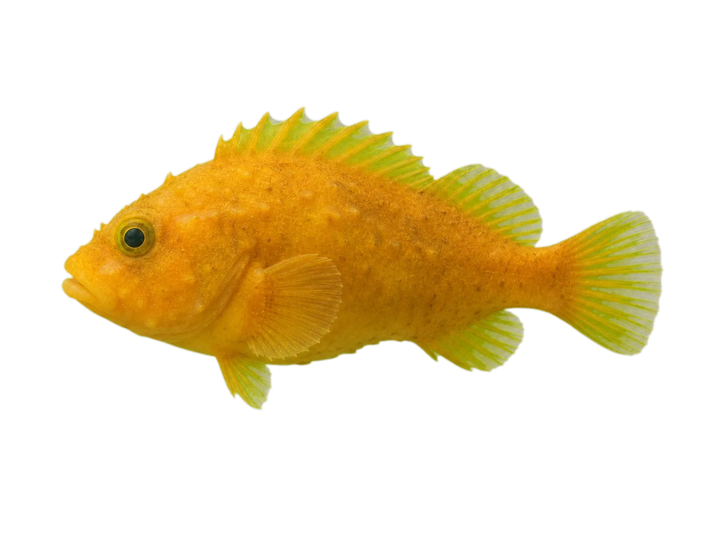 Pacific spiny lumpsucker (Eumicrotremus orbis) specimen