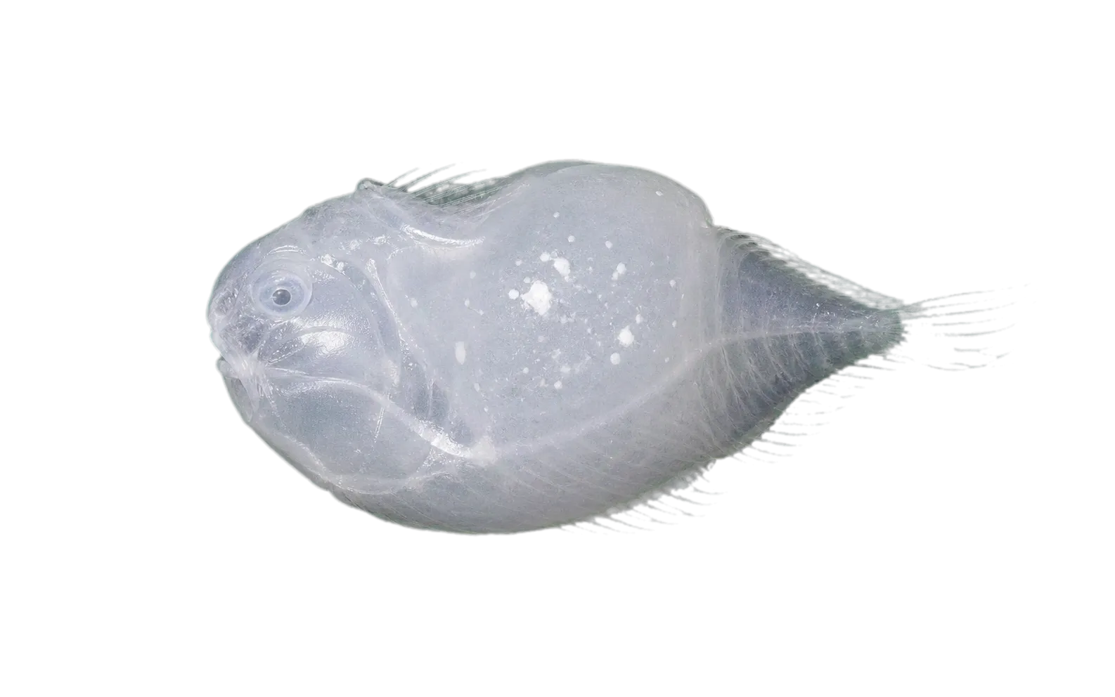 toad lumpsucker (Eumicrotremus phrynoides) specimen
