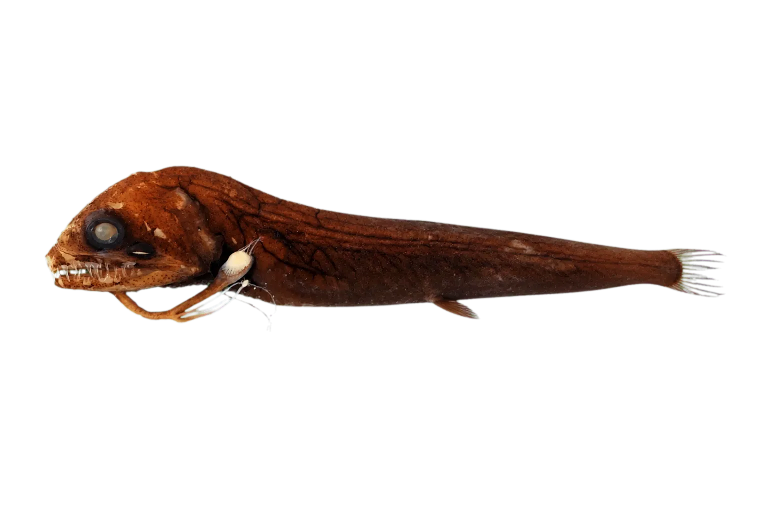 Swollenbulb Dragonfish (Eustomias bigelowi) specimen