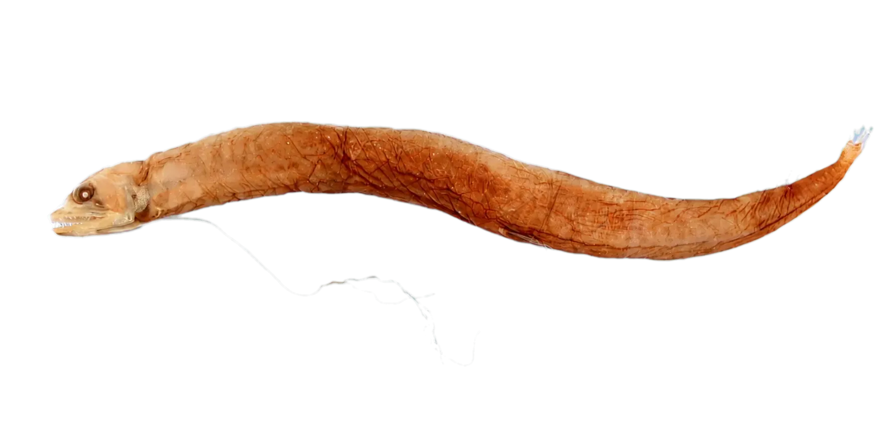 Eustomias crucis (Eustomias crucis) specimen