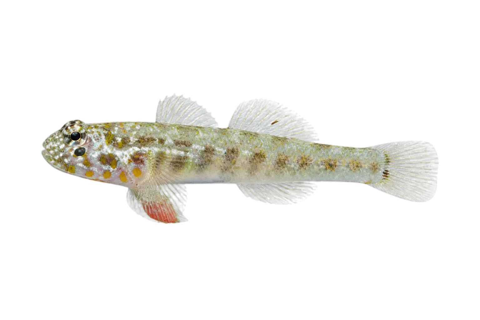 Afele's fringefin goby (Eviota afelei) specimen
