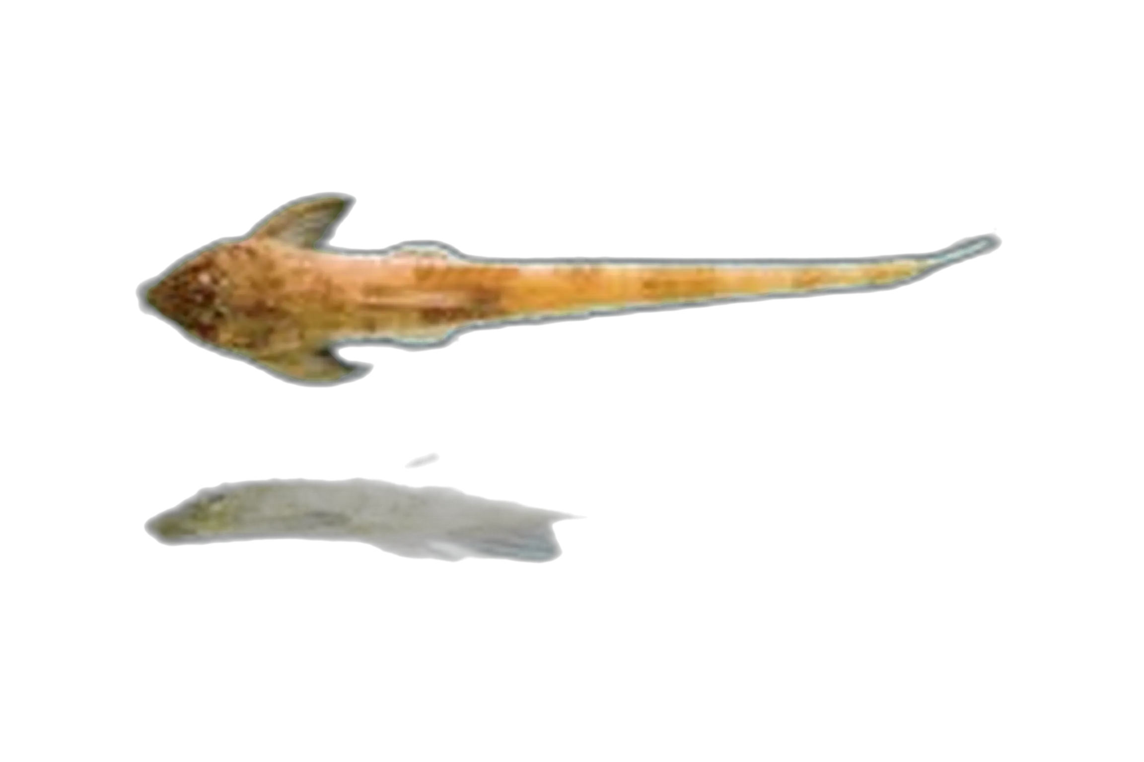 Farlowella curtirostra (Farlowella curtirostra) specimen