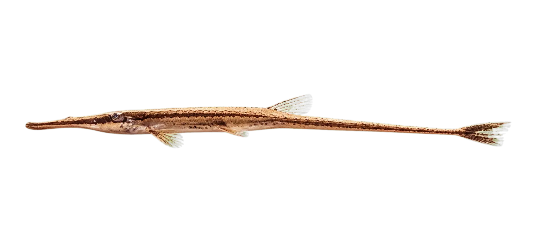 Twig catfish (Farlowella gracilis) specimen