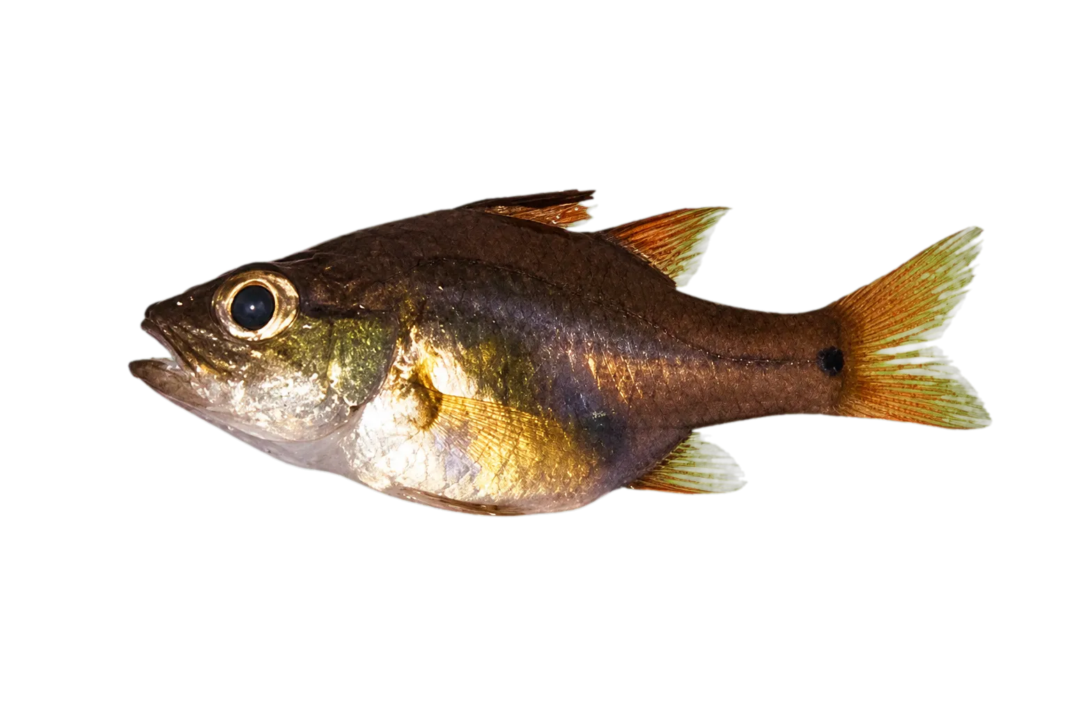 Amboina cardinalfish (Fibramia amboinensis) specimen