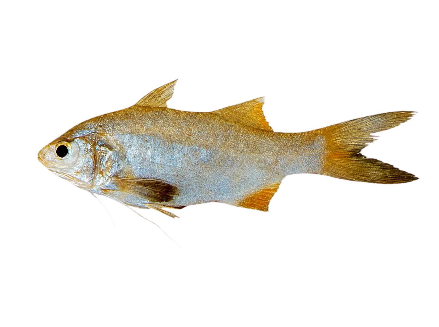 yellowthread threadfin (Filimanus xanthonema) specimen