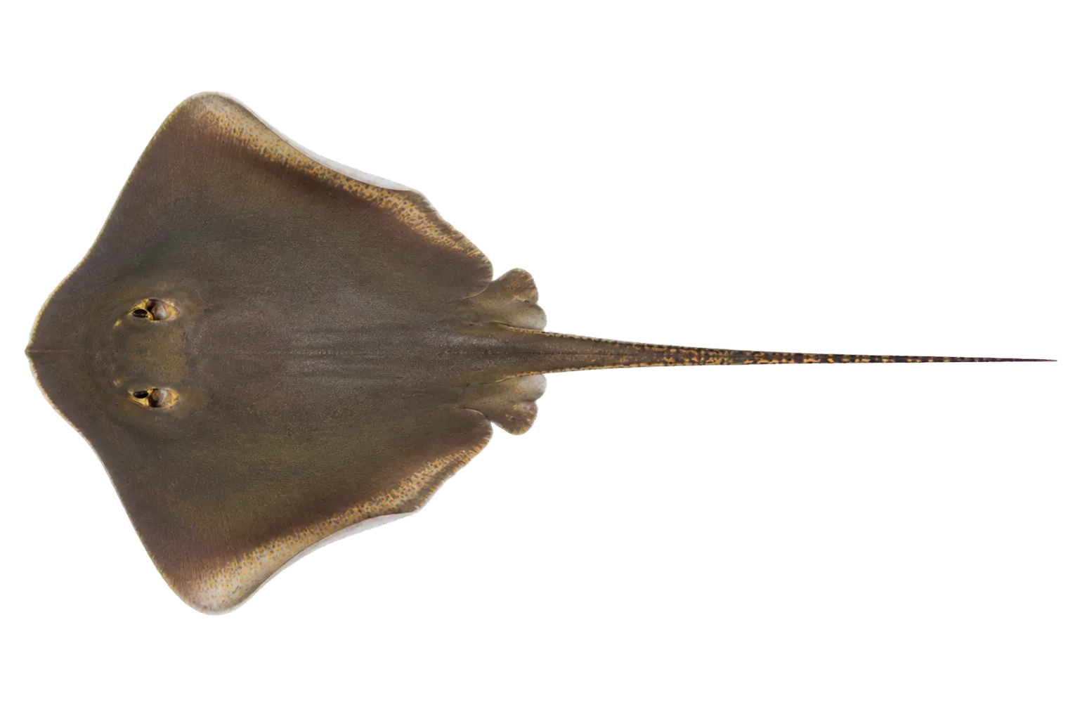 Roughback Whipray (Fluvitrygon kittipongi) specimen