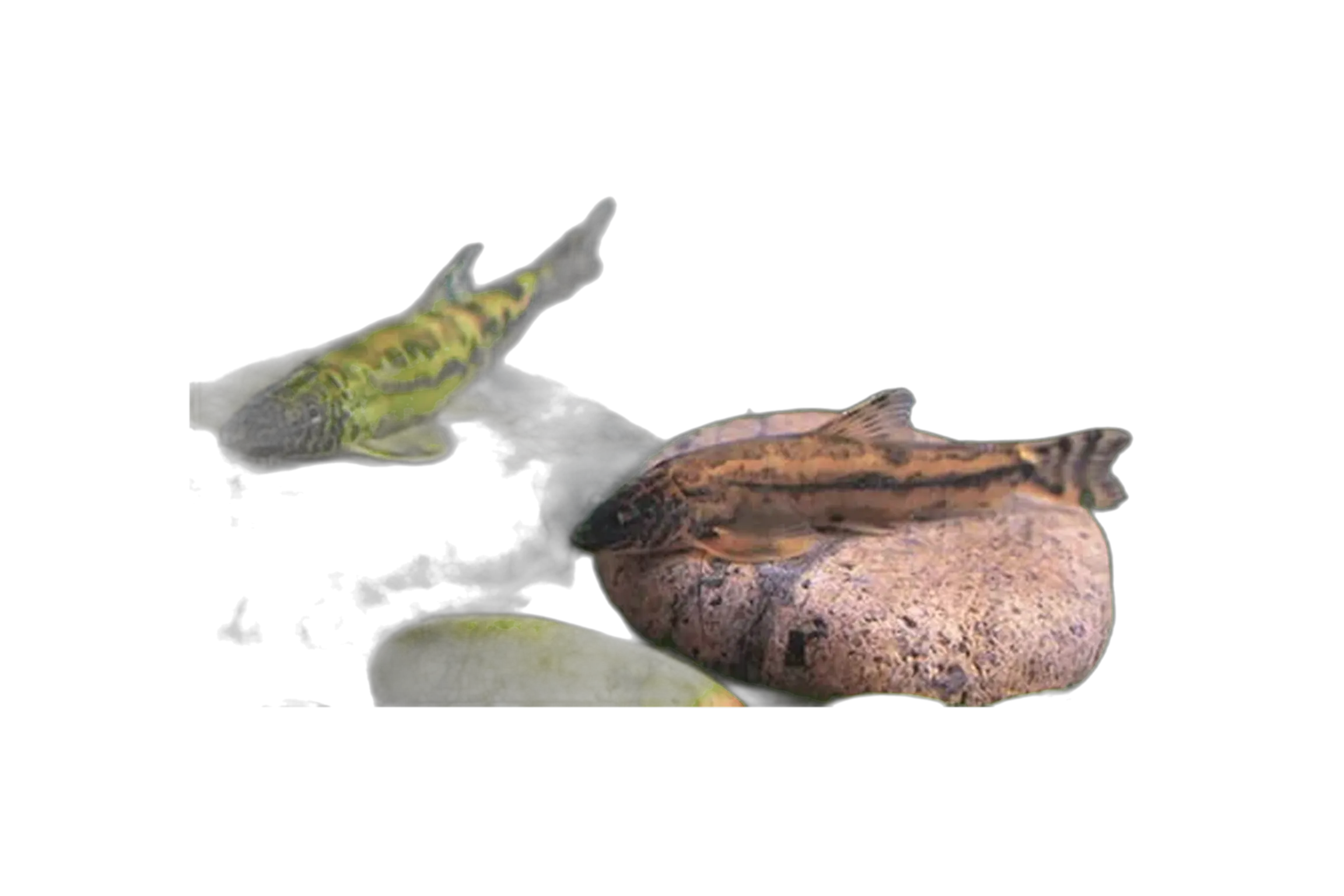 Formosania fascicauda (Formosania fascicauda) specimen