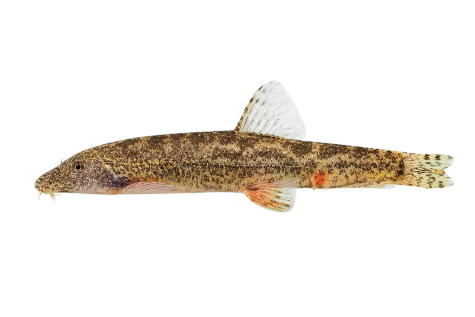 Tasseled-mouth Loach (Formosania lacustris) specimen