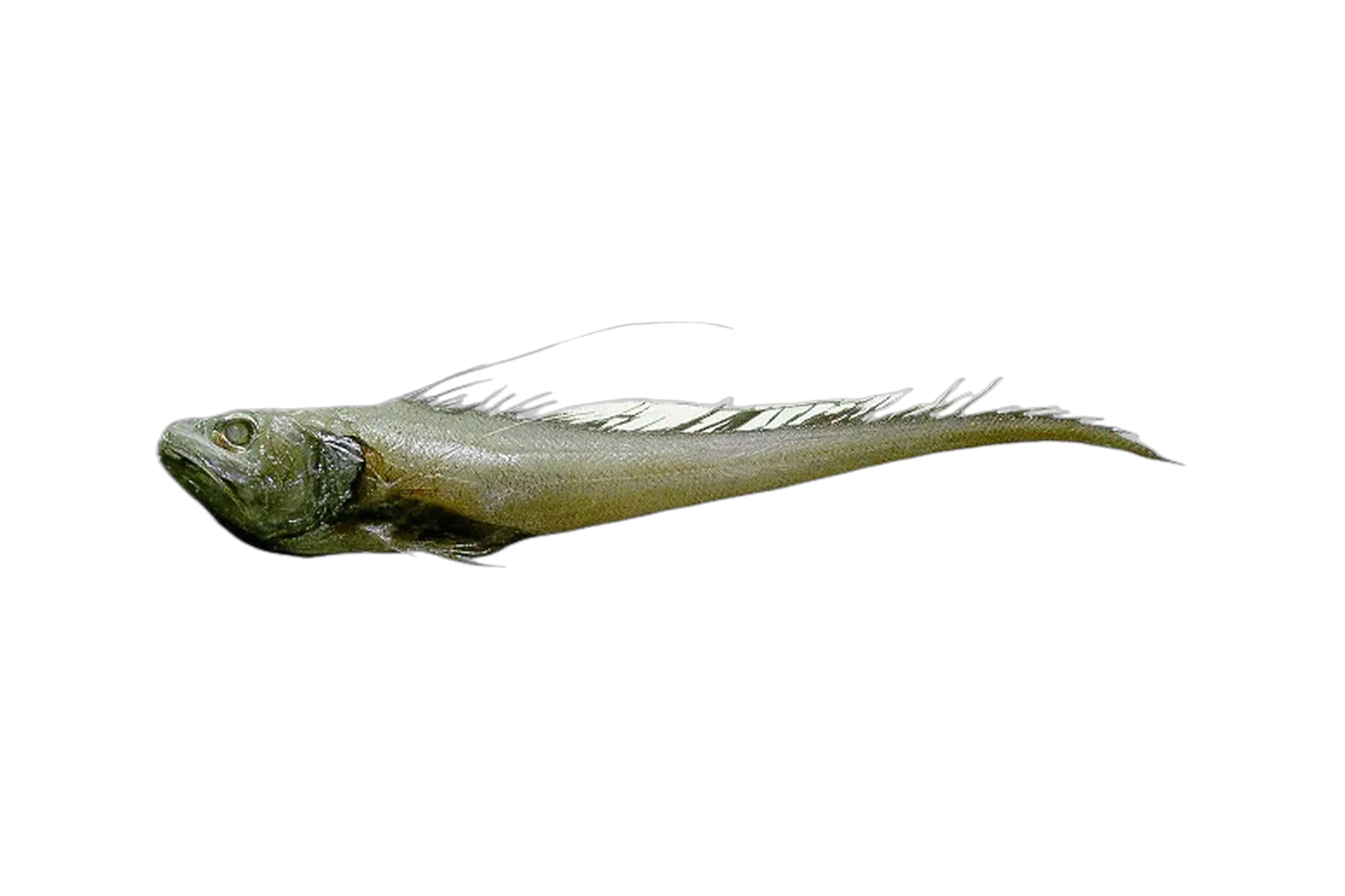 Treadfin grenadier (Gadomus longifilis) specimen