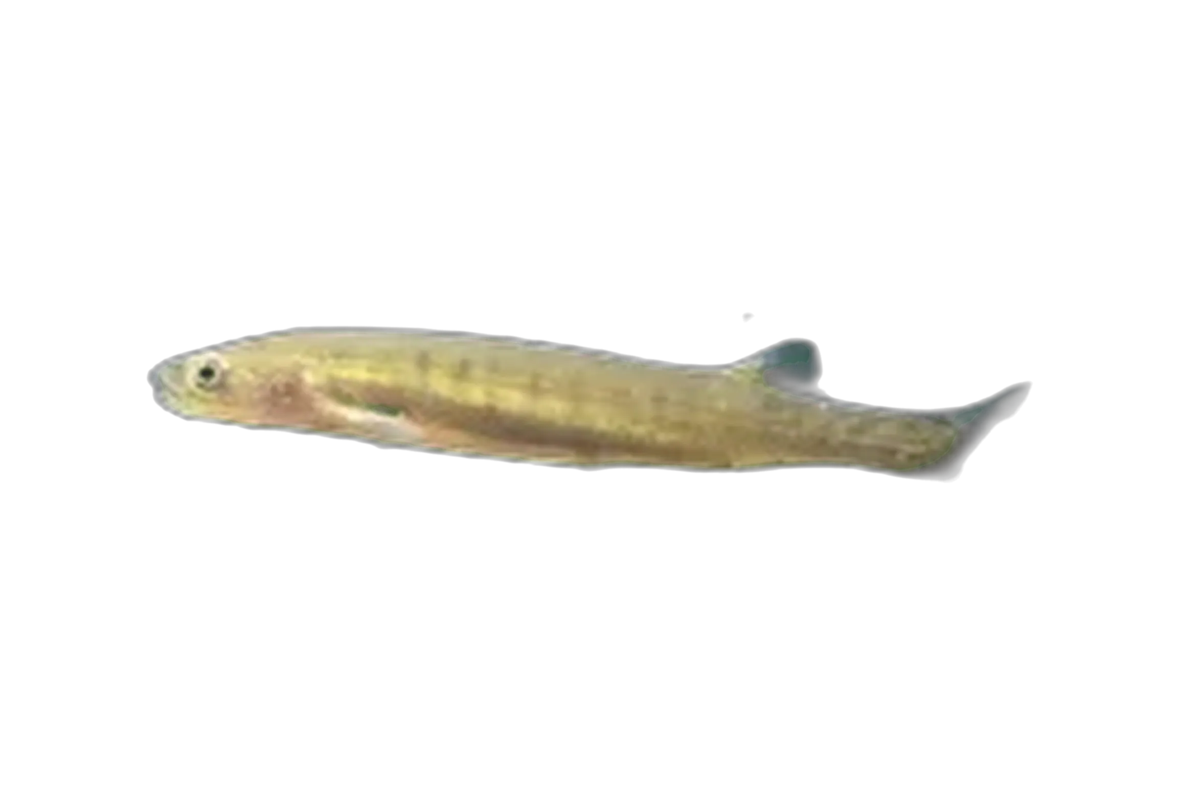 Tapered Galaxias (Galaxias lanceolatus) specimen