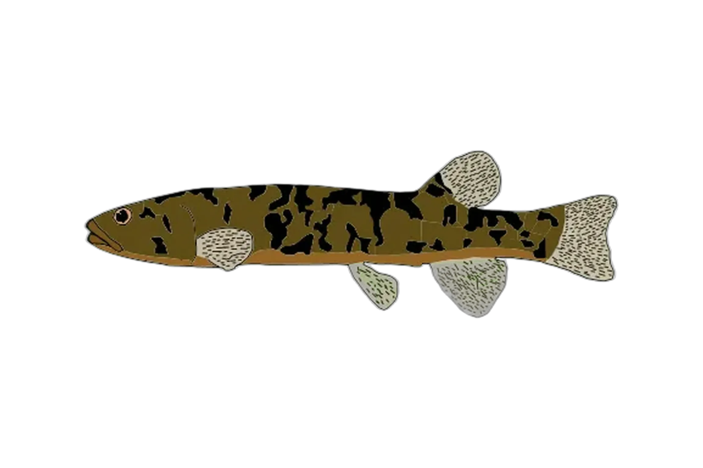 Pedder galaxias (Galaxias pedderensis) specimen