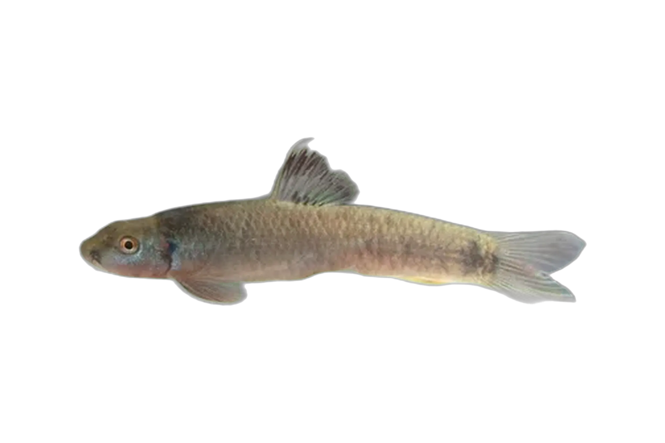 Cameroon Logsucker (Garra dembeensis) specimen