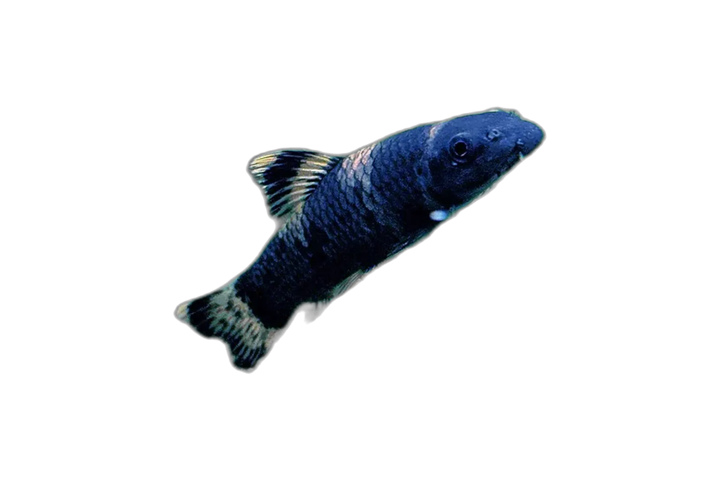 Panda Garra (Garra flavatra) specimen