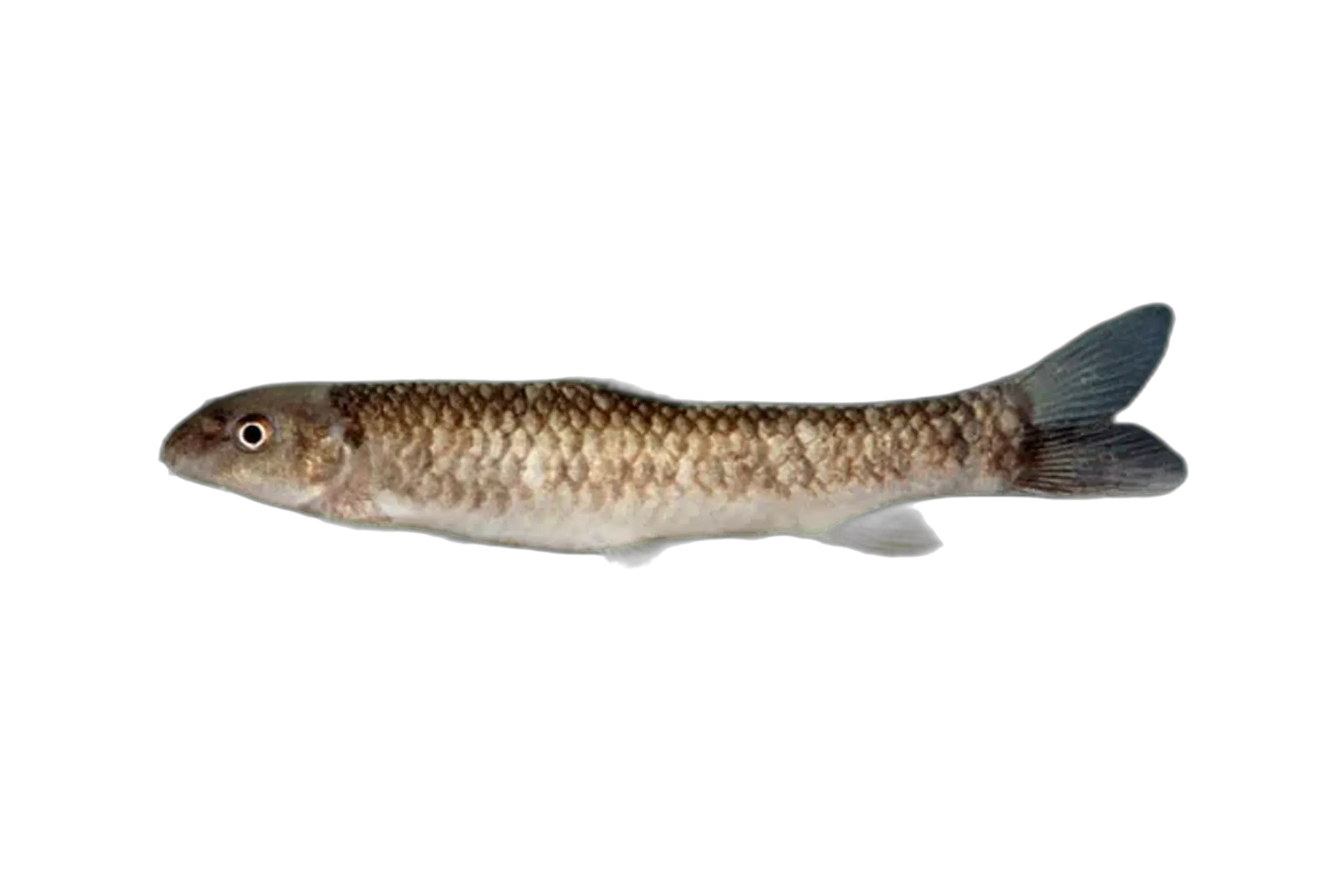 Dead Sea garra (Garra ghorensis) specimen