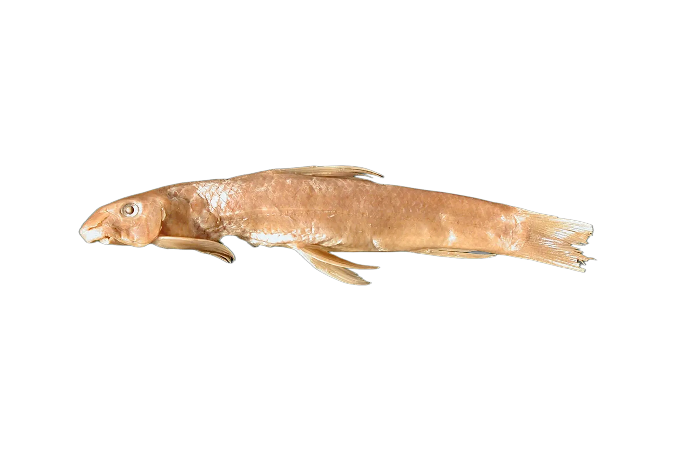 Garra imberba (Garra imberba) specimen
