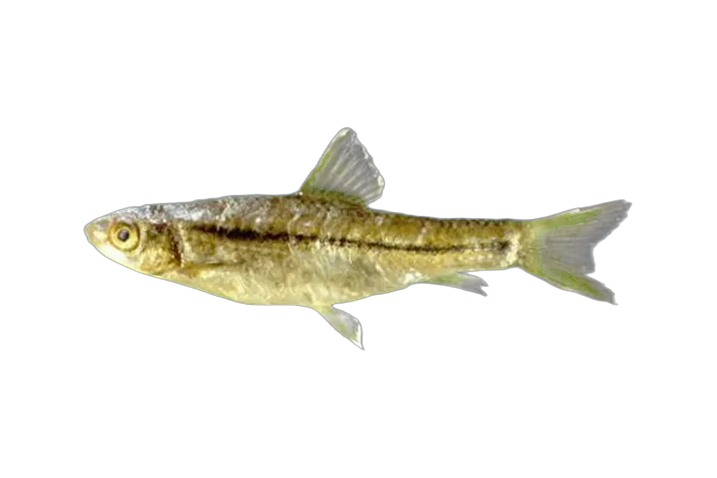 Damascus barb (Garra nana) specimen