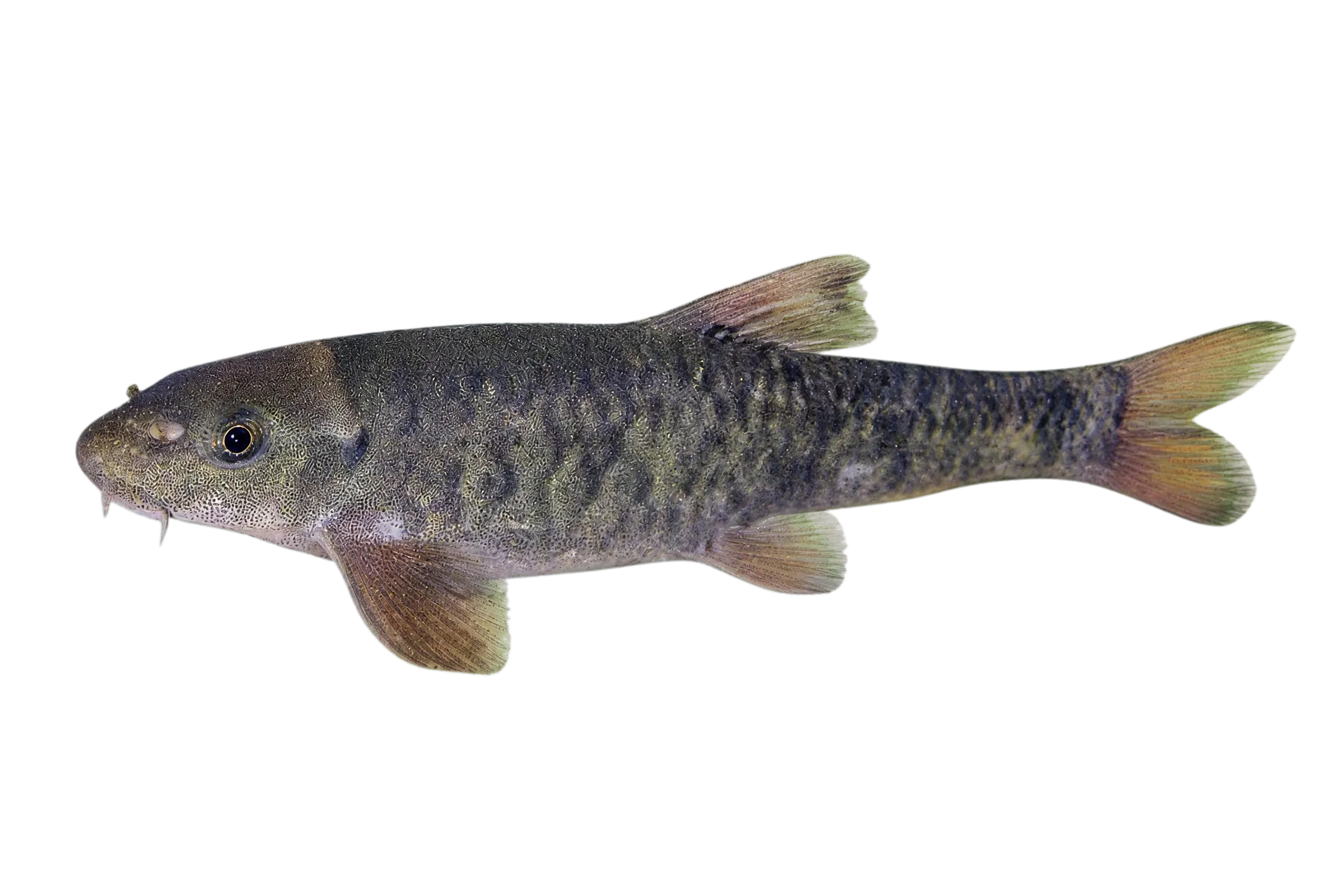 red garra (Garra rufa) specimen