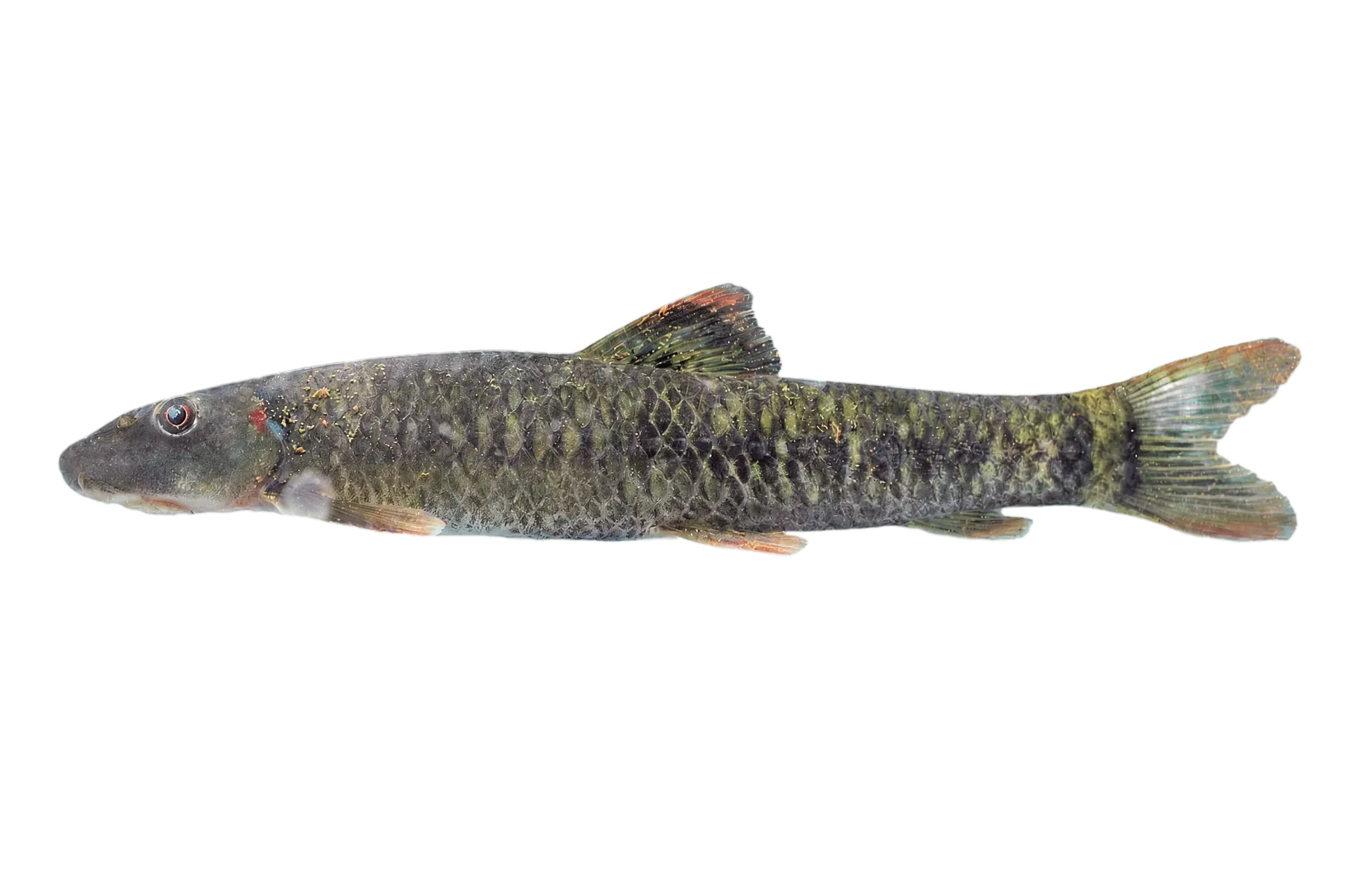 Garra waterloti (Garra waterloti) specimen