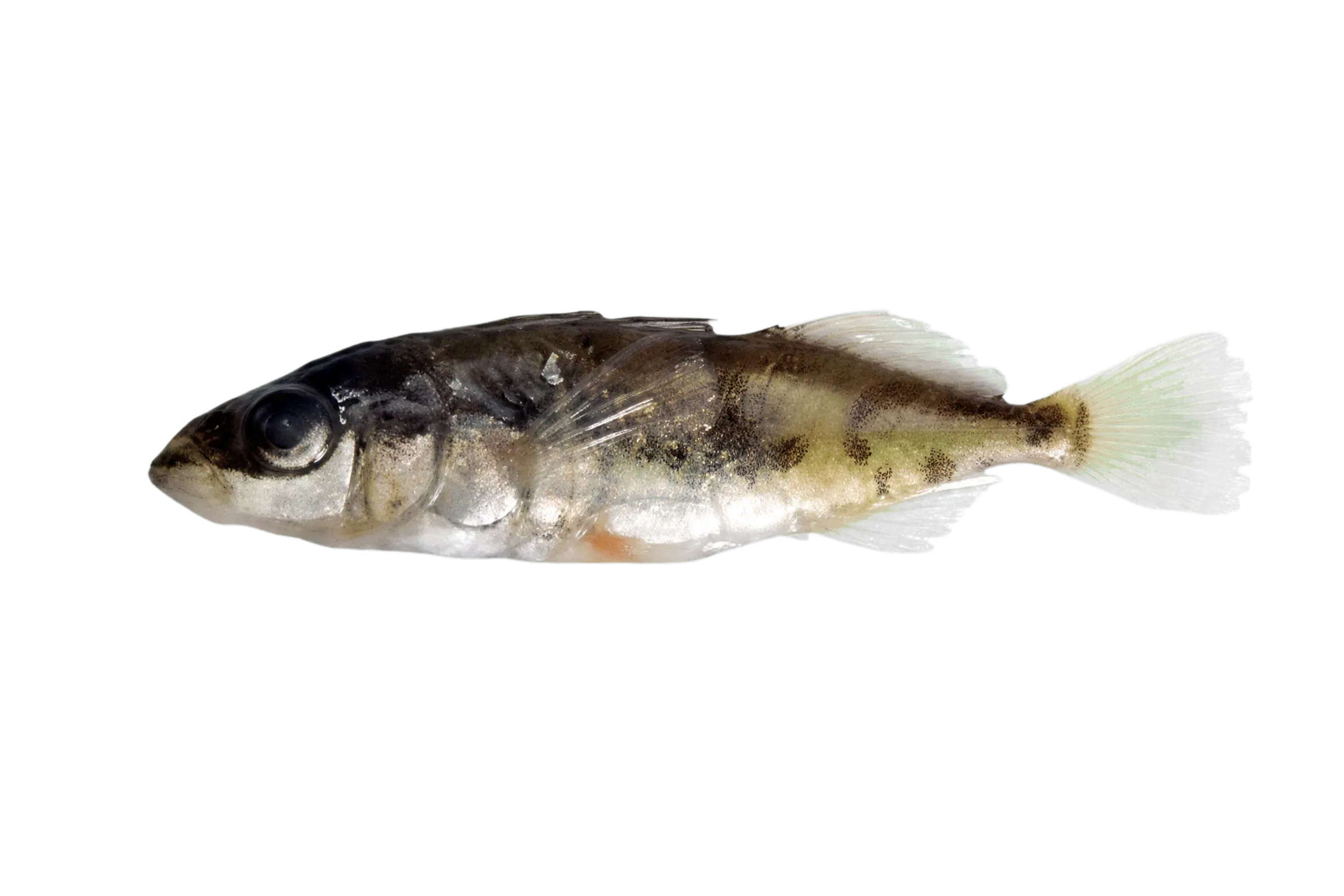 blackspotted stickelback (Gasterosteus wheatlandi) specimen