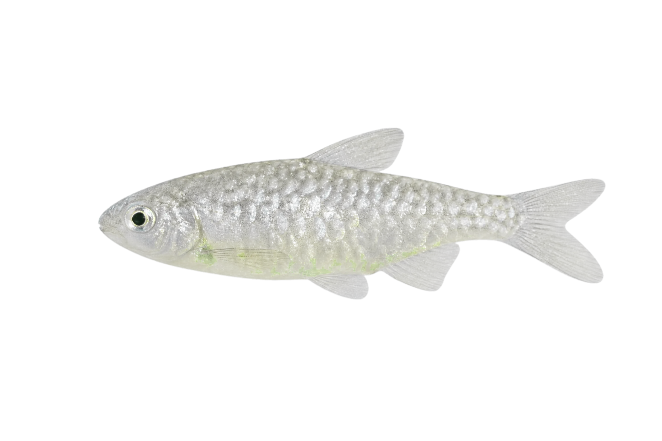 toothpony (Gazza minuta) specimen