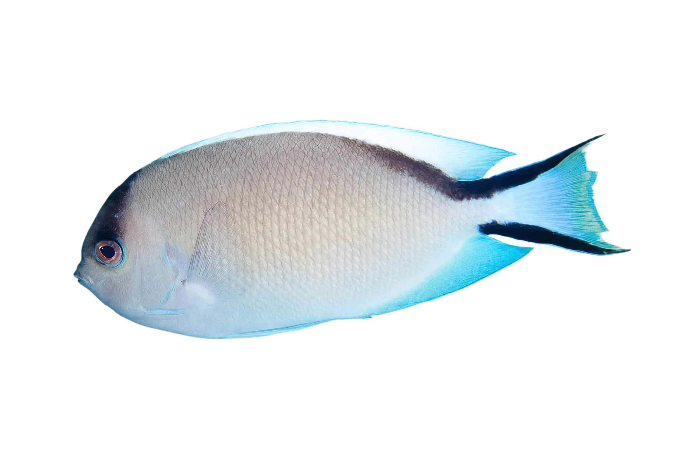 zebra angelfish (Genicanthus caudovittatus) specimen