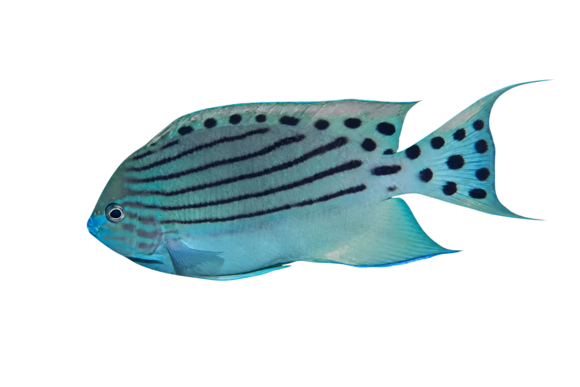 Spotted angelfish (Genicanthus takeuchii) specimen