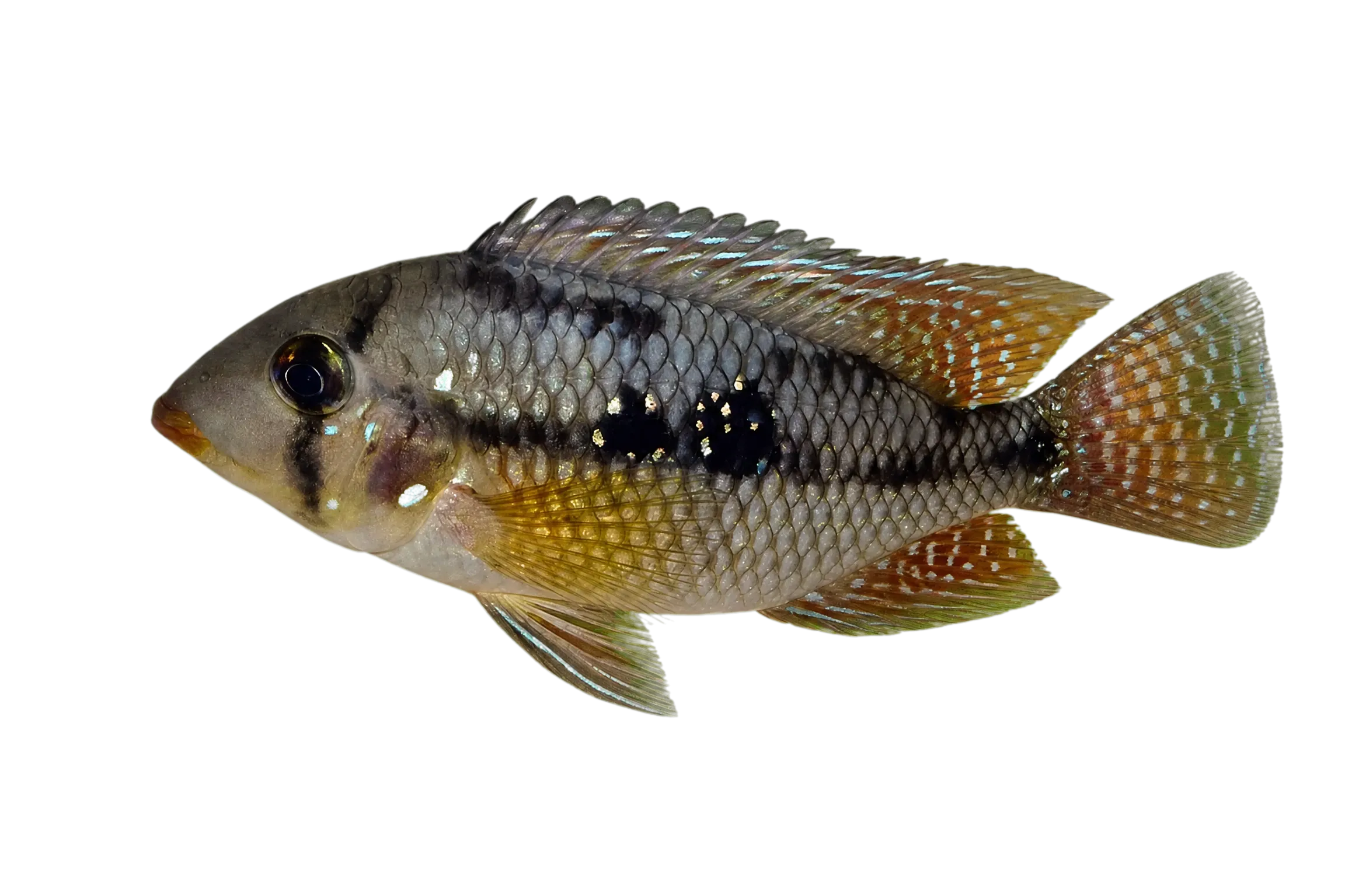 Pearl cichlid (Geophagus brasiliensis) specimen