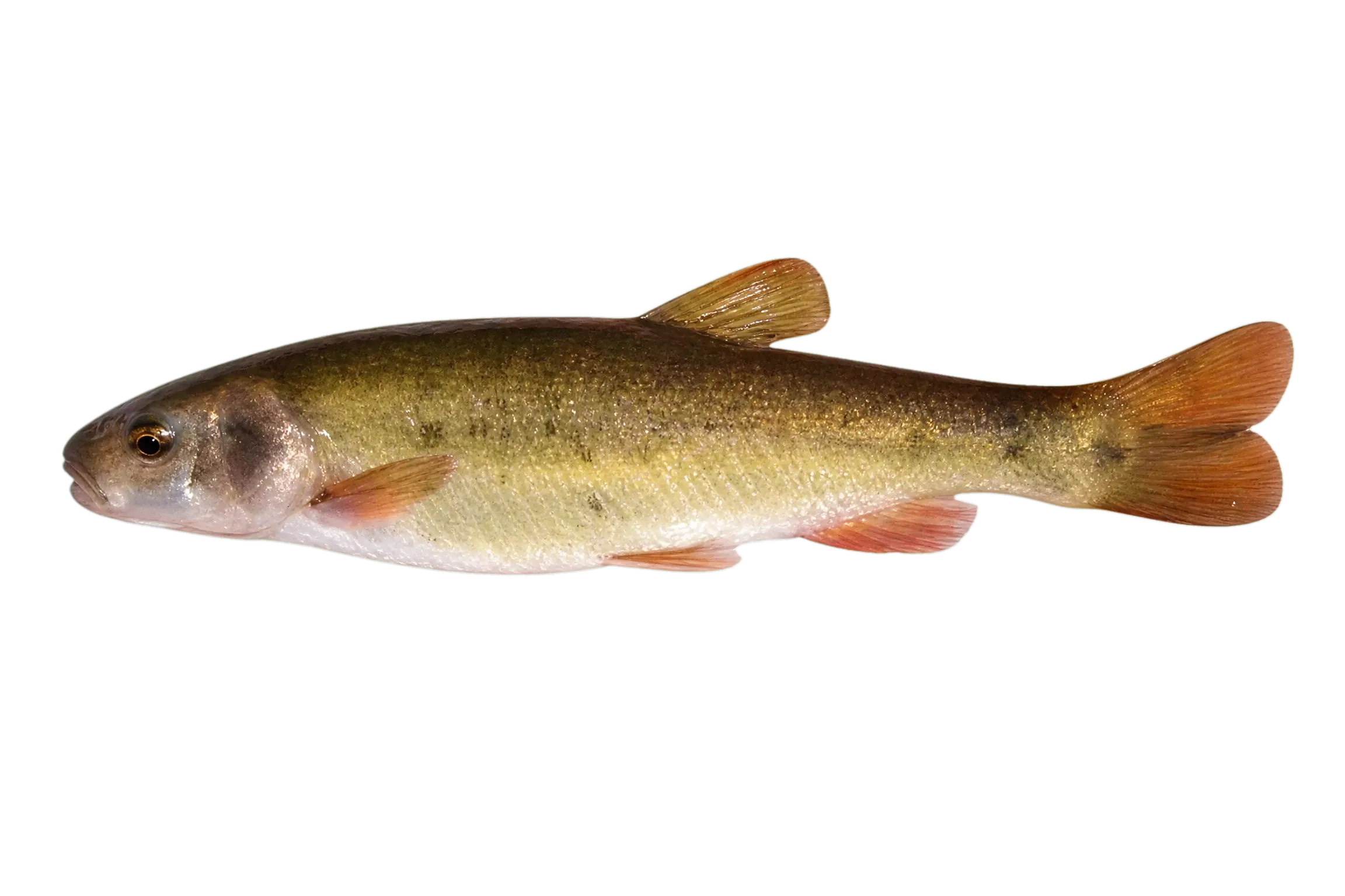 Desert Chub (Gila eremica) specimen