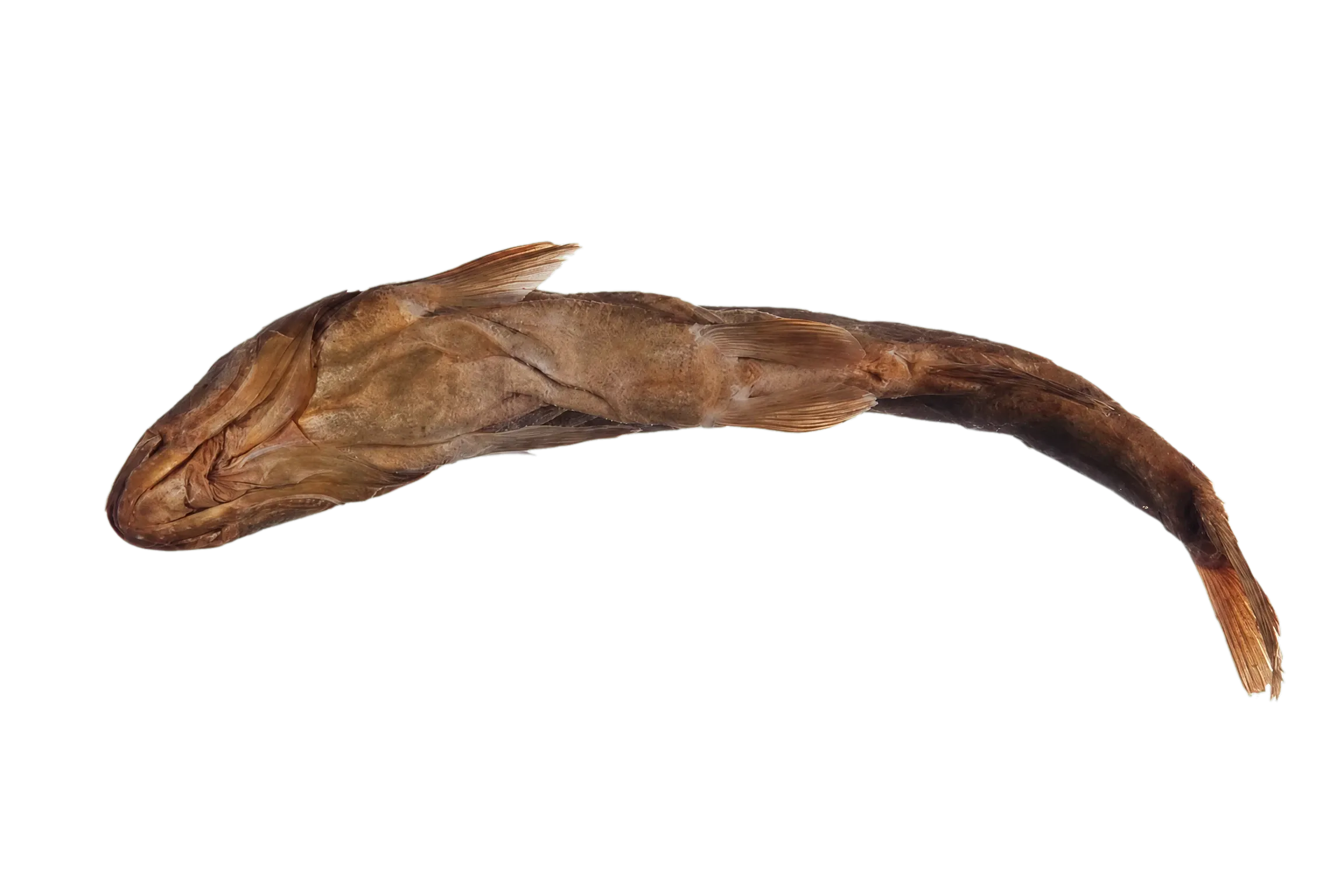 Headwater chub (Gila nigra) specimen