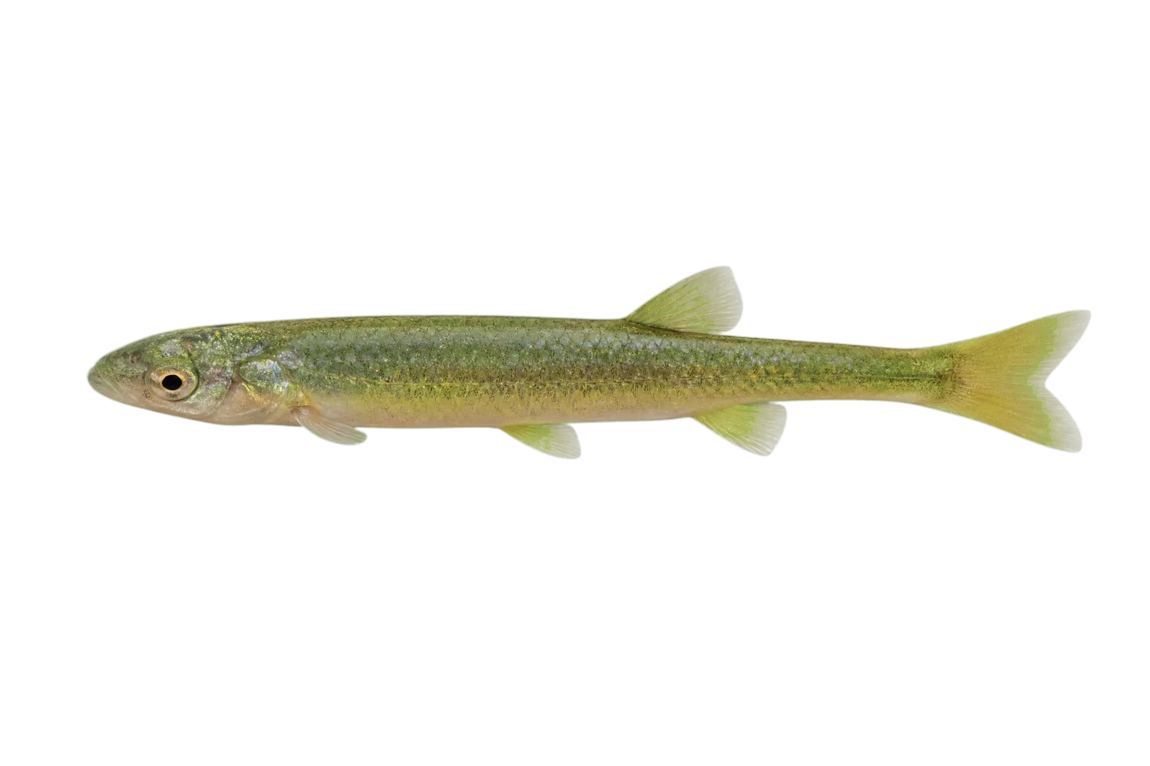Rio Grande chub (Gila pandora) specimen