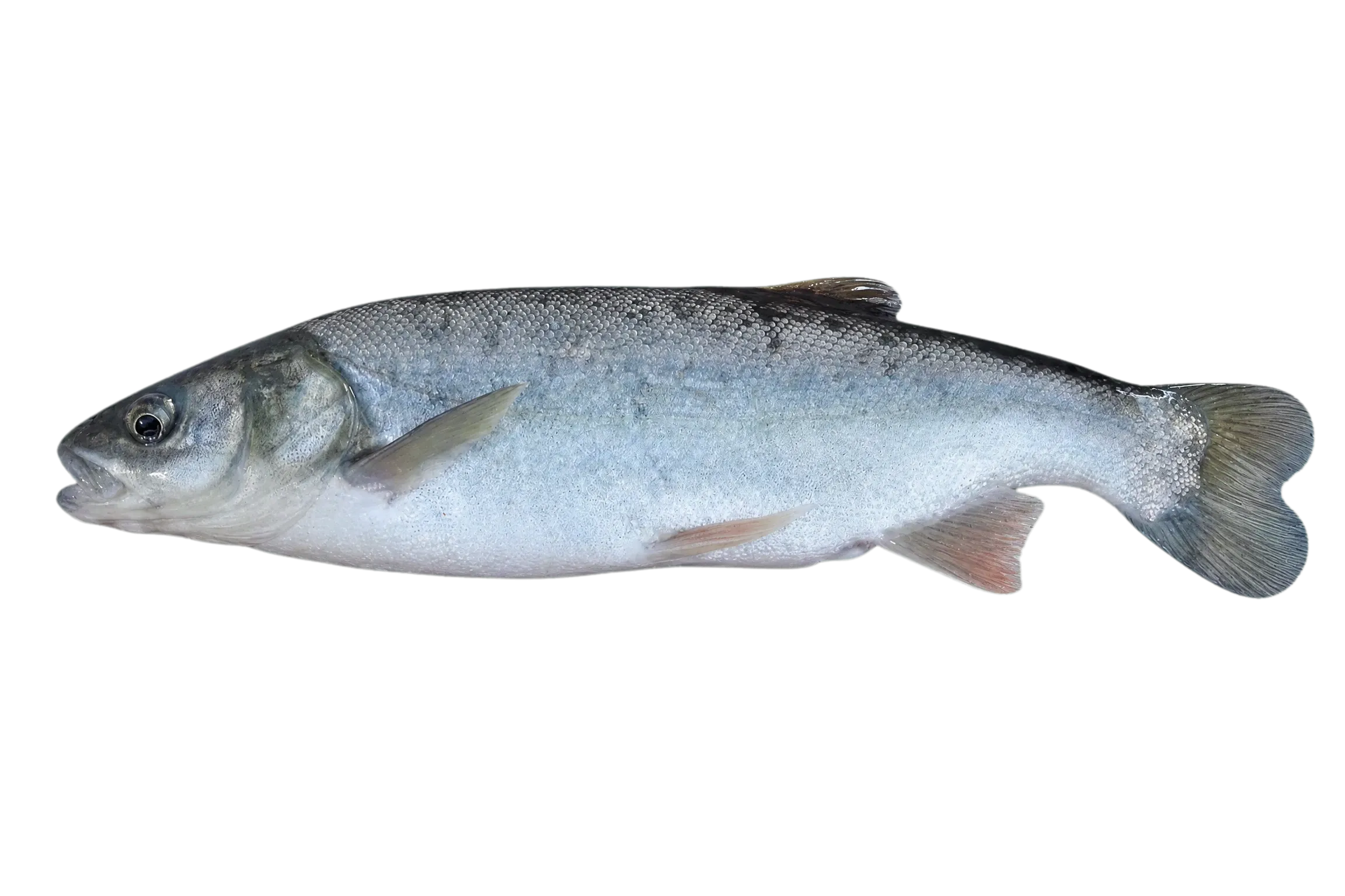 Roundtail chub (Gila robusta) specimen