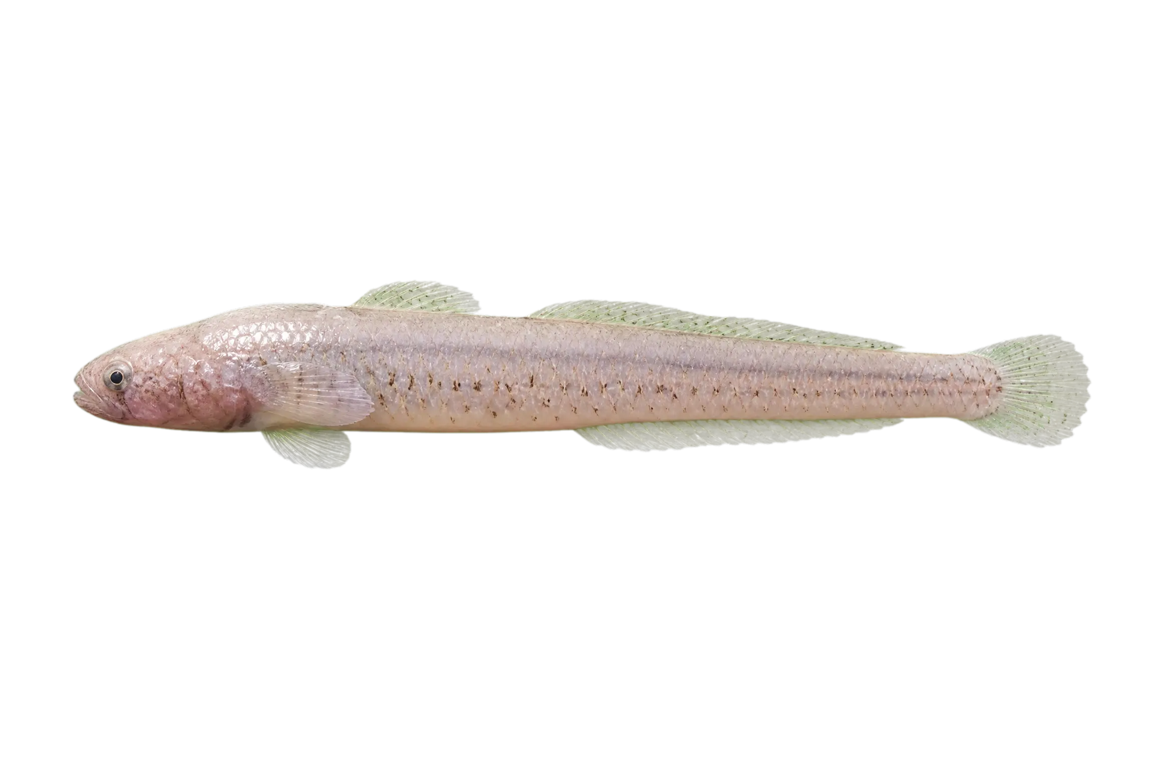 masked stargazer (Gillellus healae) specimen
