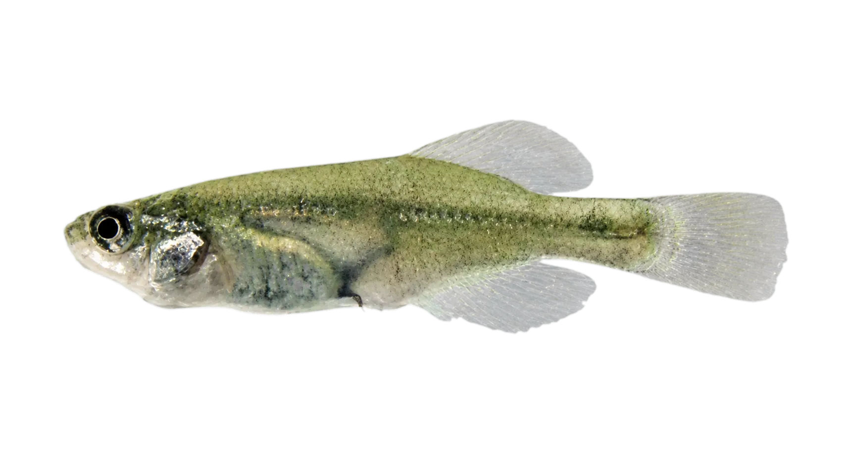 Chapultepec Splitfin (Girardinichthys viviparus) specimen