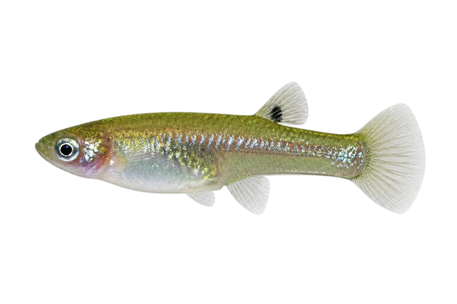 Metallic livebearer (Girardinus metallicus) specimen