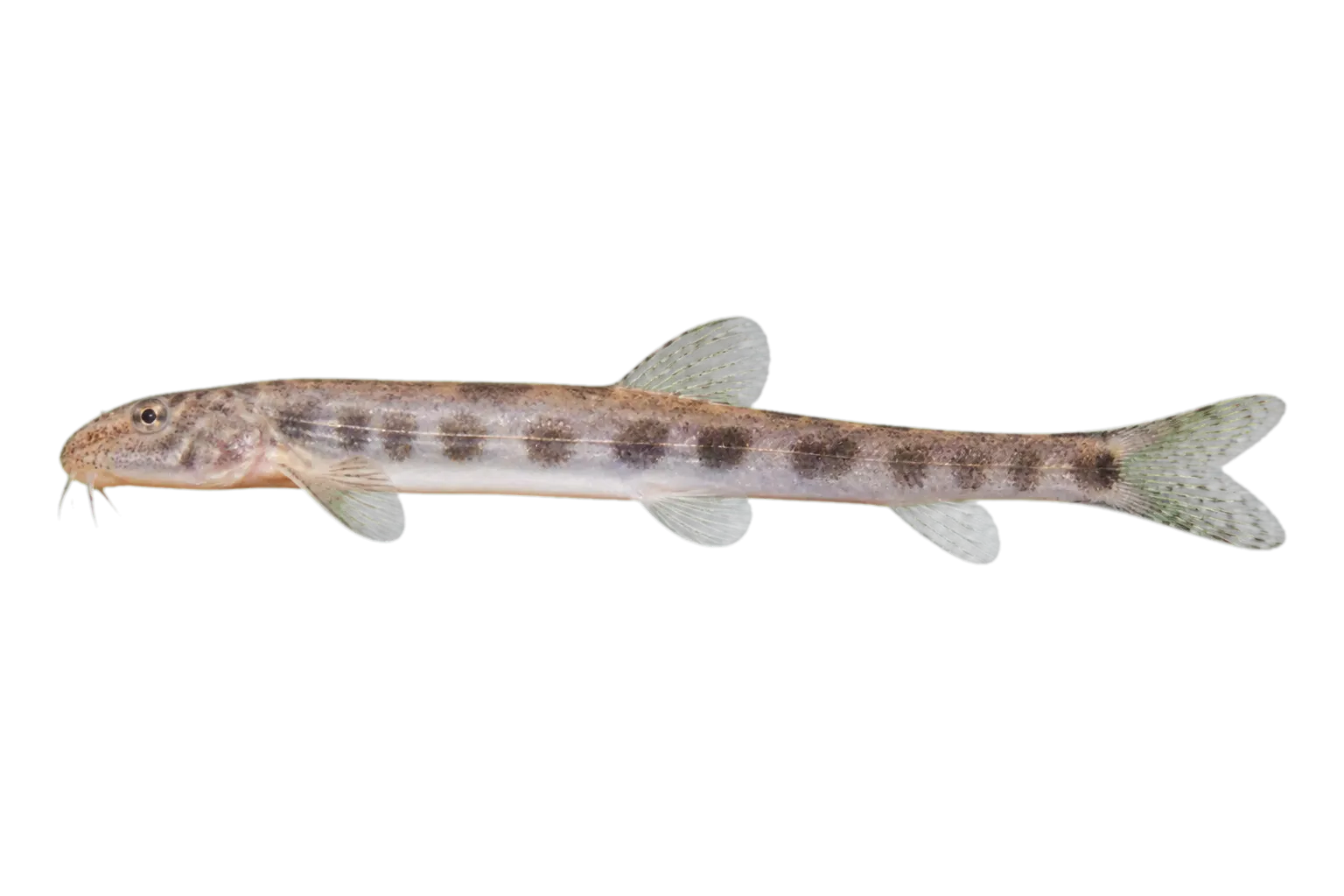 Glaniopsis hanitschi (Glaniopsis hanitschi) specimen