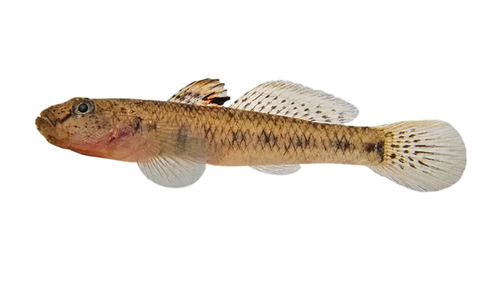 Glossogobius bellendenensis (Glossogobius bellendenensis) specimen