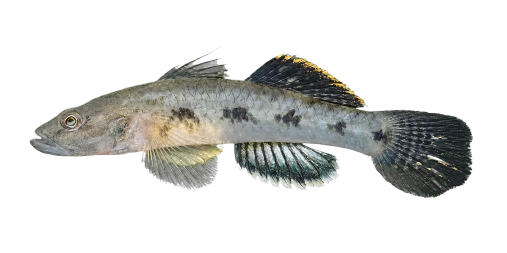 Circumspect goby (Glossogobius circumspectus) specimen