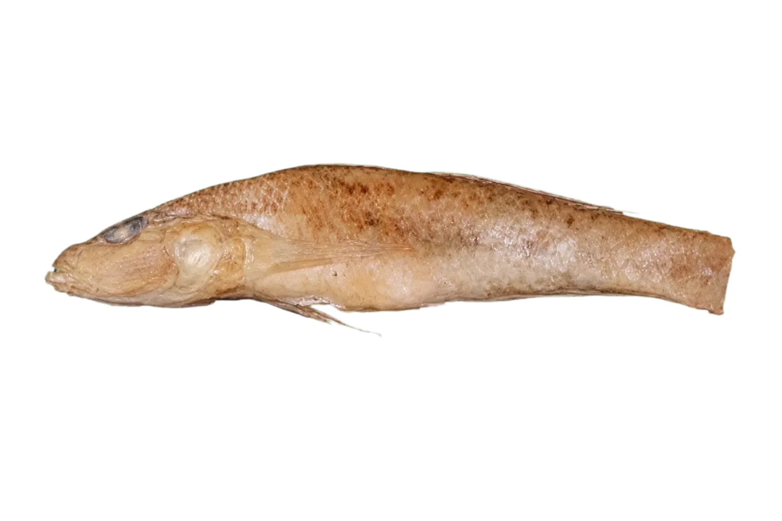 Concave goby (Glossogobius concavifrons) specimen