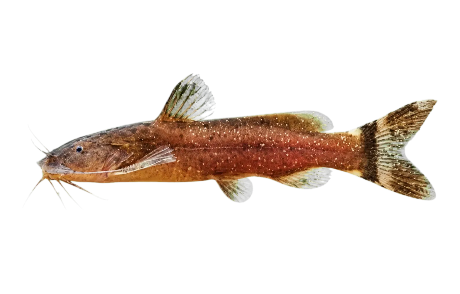 Kudremukh Glyptothorax (Glyptothorax kudremukhensis) specimen