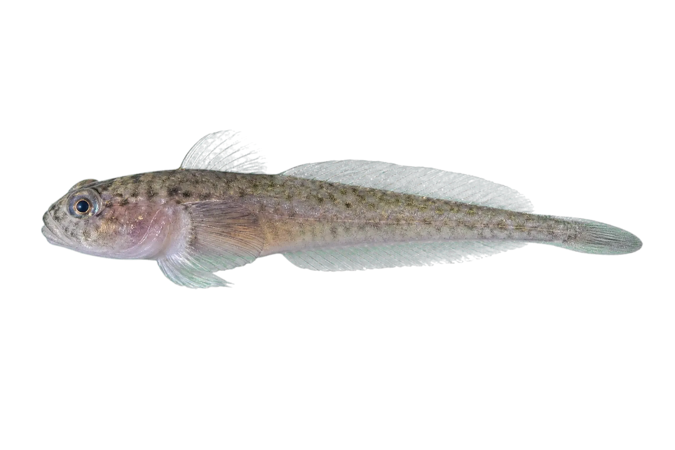 Clingfish (Gobiesox cephalus) specimen