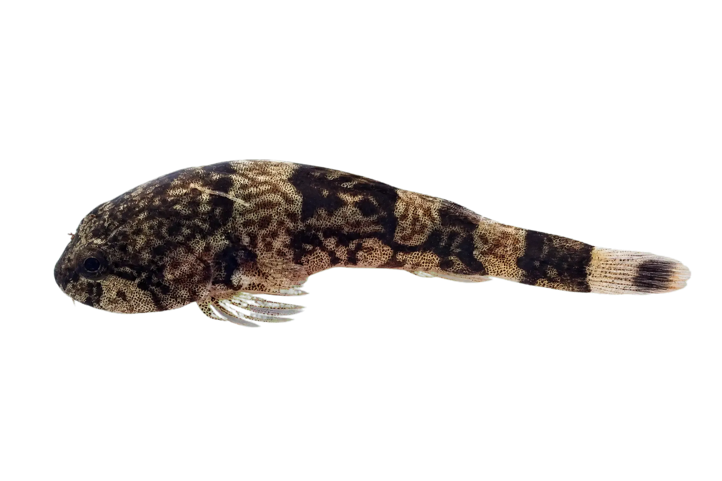 Clingfish (Gobiesox potamius) specimen