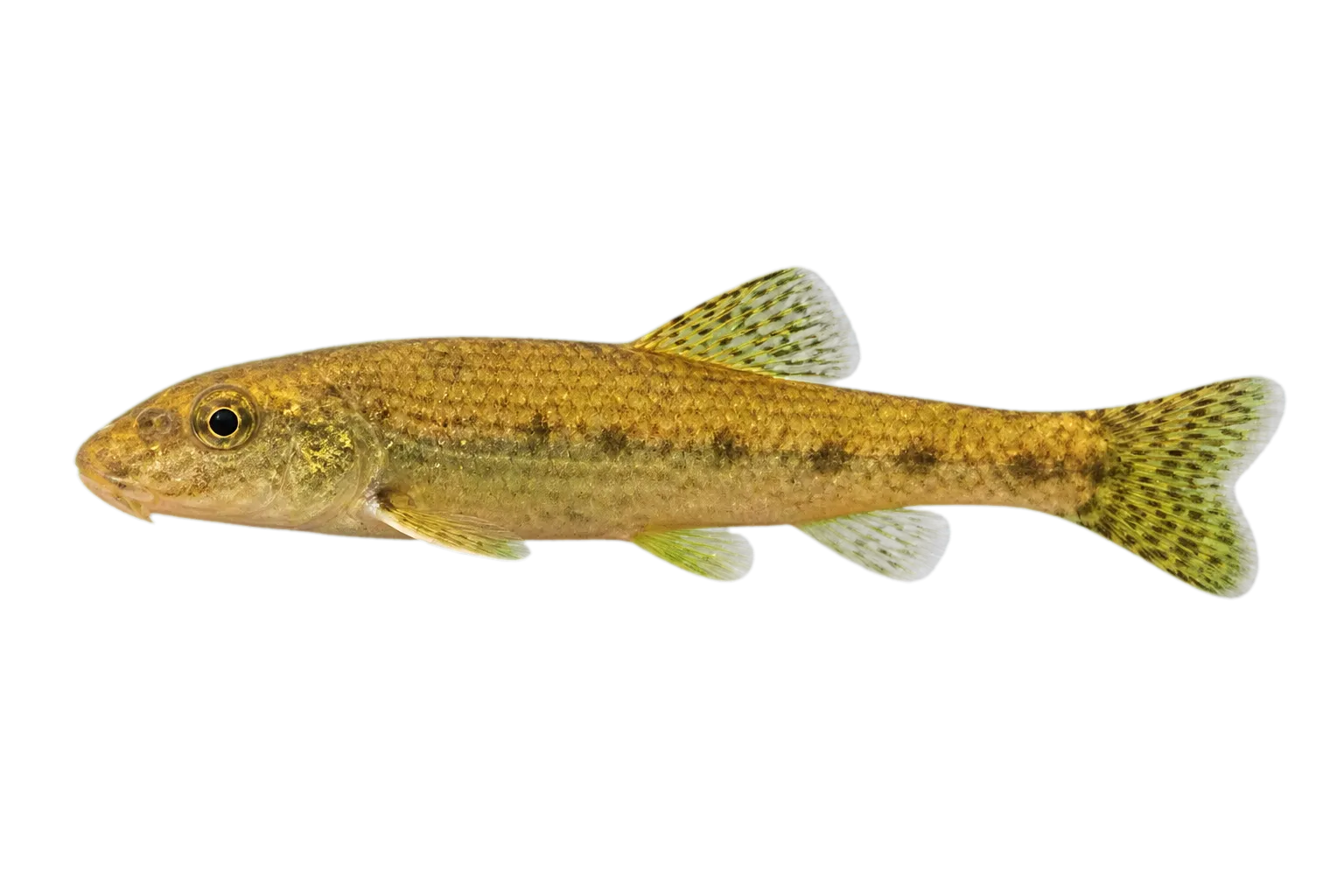 Auvergne gudgeon (Gobio alverniae) specimen
