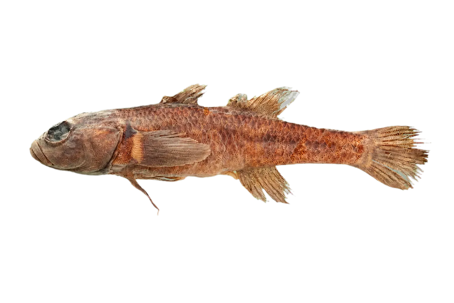 Tarndale Bully (Gobiomorphus alpinus) specimen